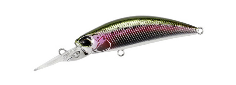 RAINBOW TROUT 50
